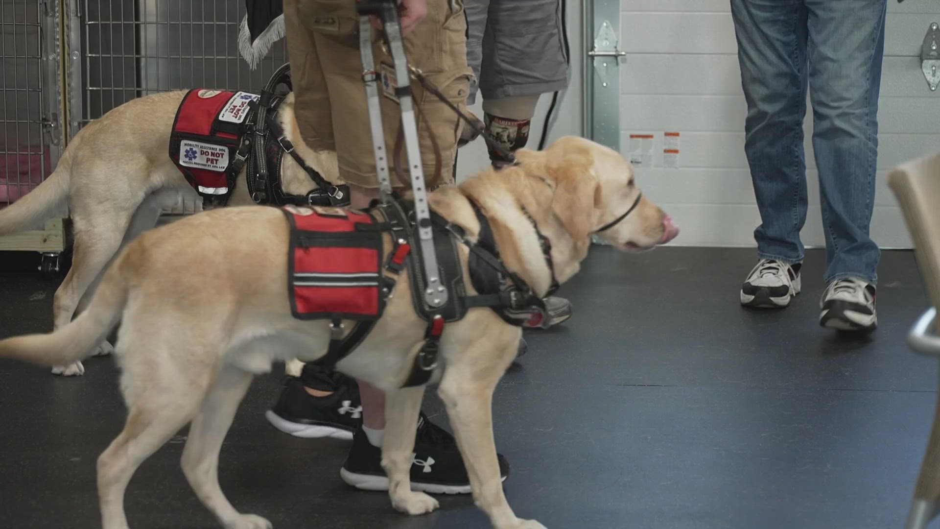 Building a Strong Connection with Your New Service Dog: A Step-by-Step Guide