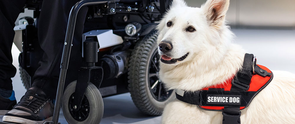 Understanding the Requirements for Service Dogs in Florida