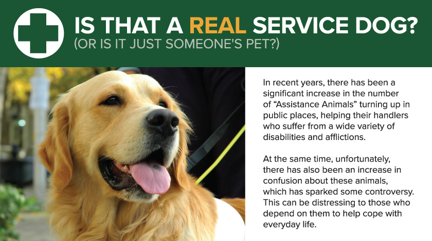 Are Emotional Support Animals Authentic Service Dogs or Impostors?