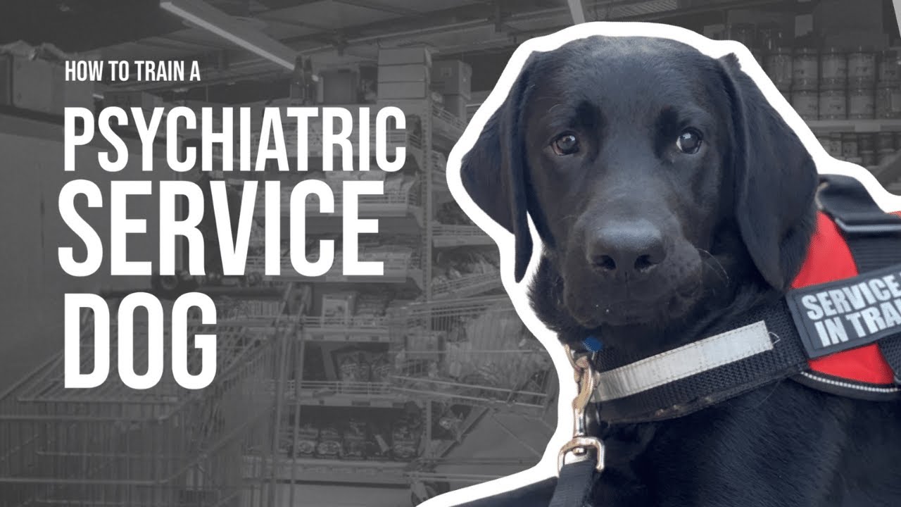 How to Train Your Own Psychiatric Service Dog: A Step-by-Step Guide