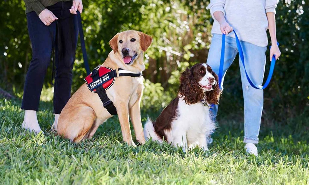 What Makes a Dog Eligible to Become a Service Dog: A Comprehensive Guide