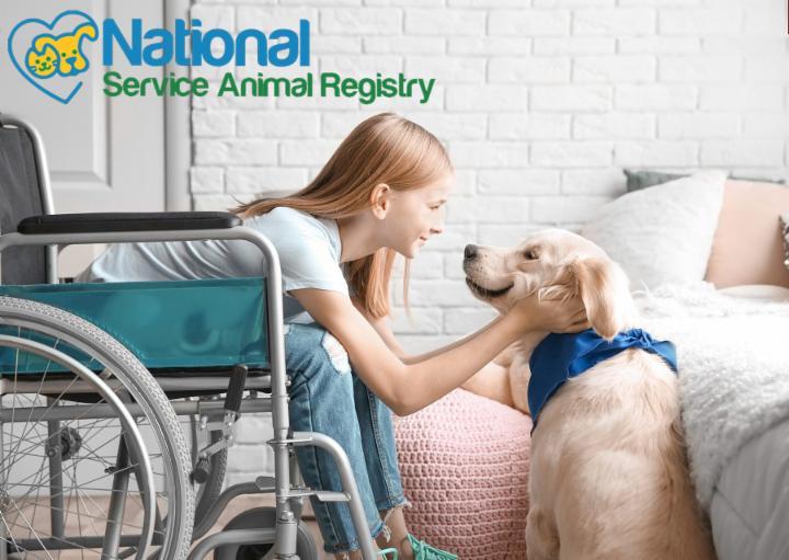 Understanding Disabilities: The Qualifications of a Service Dog