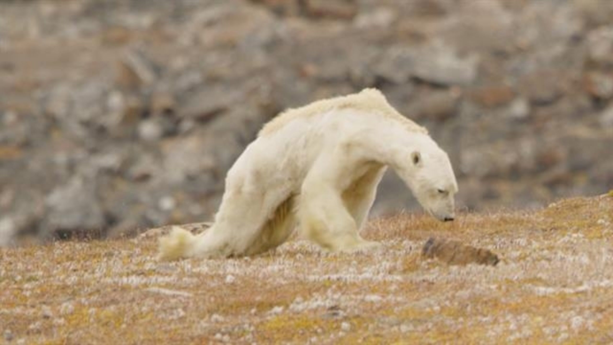 The Impact of Climate Change on Polar Bears: Adapting to a Changing World