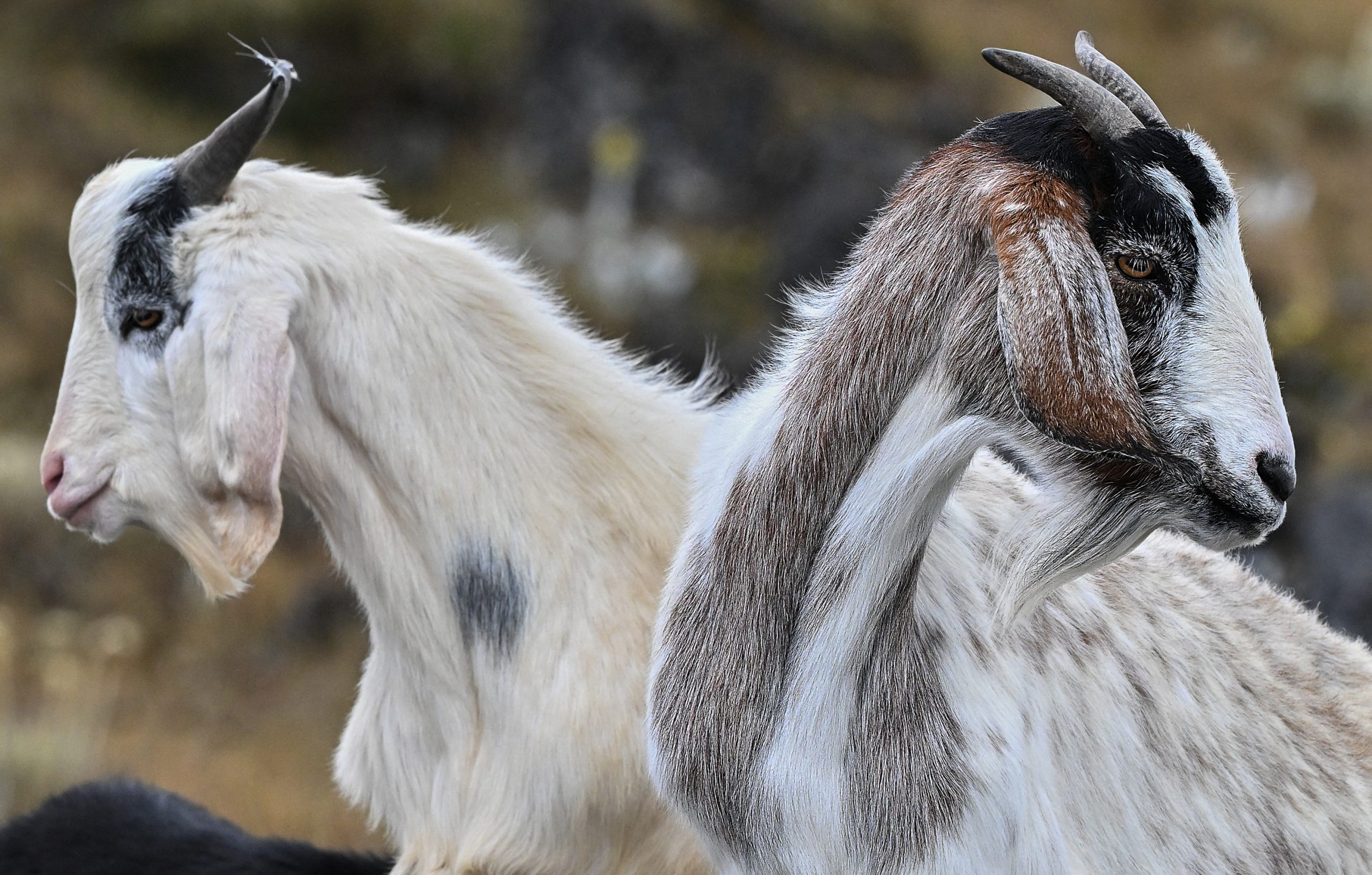 The Fascinating Connection: Decoding How Goats Perceive Human Voices