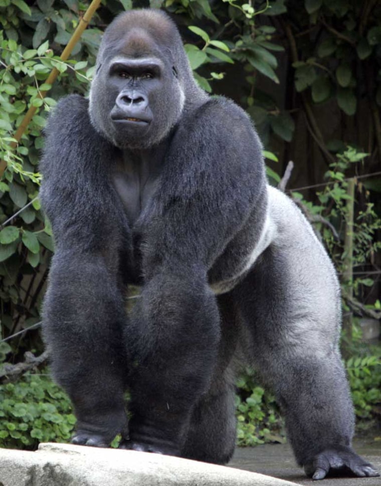 The Fascinating World of Silverback Gorilla Behavior: Insights into Their Complex Social Structure and Protective Nature