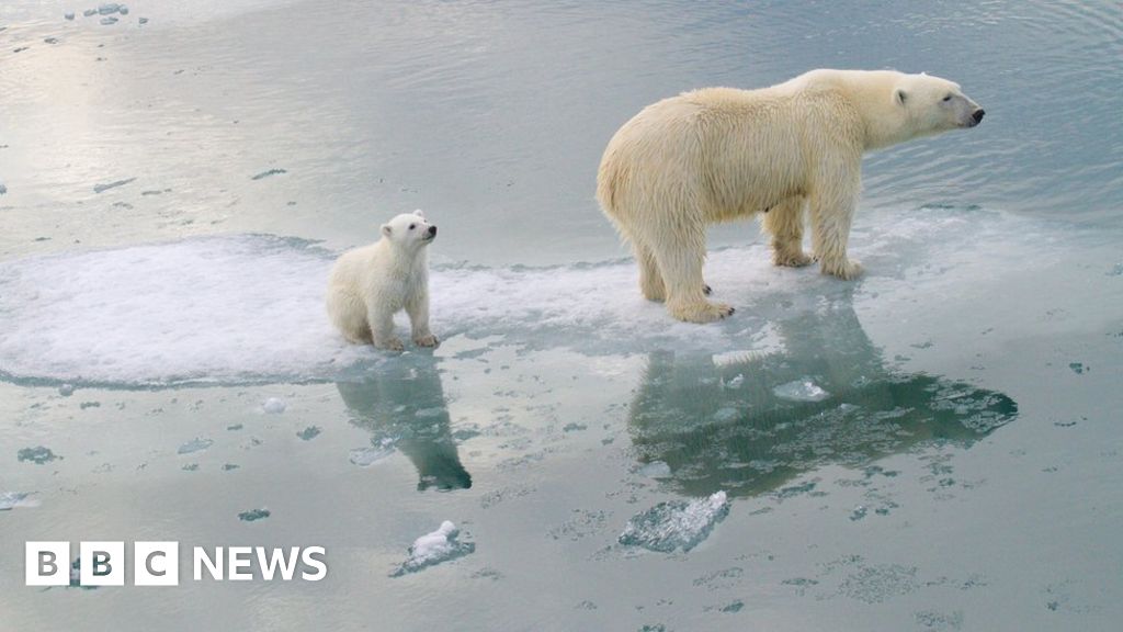 Polar Bears in Peril: How Climate Change Threatens Their Survival