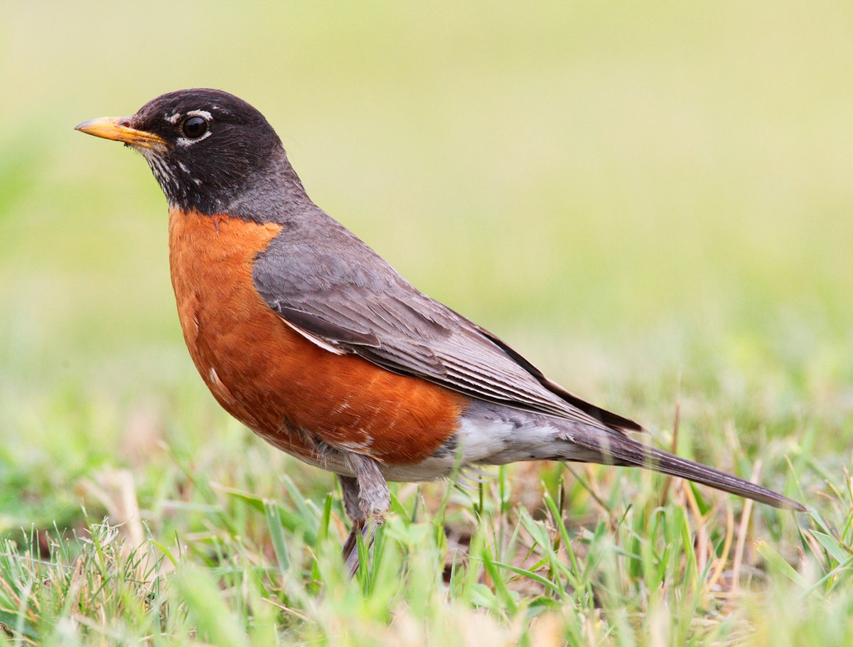 The Charming Secrets of the Red Breasted Robin Bird: A Closer Look into its Majestic Beauty