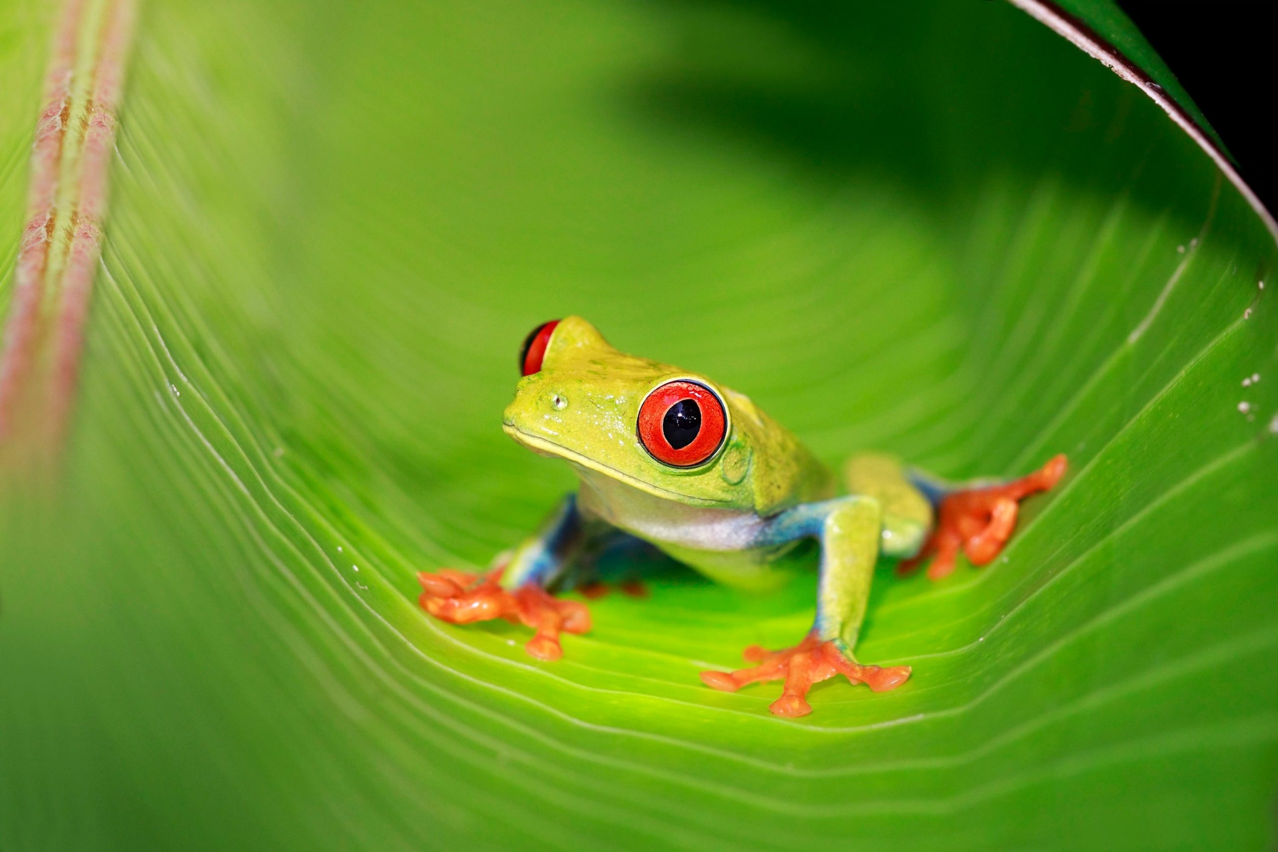 The Fascinating Behavior of Red Eyed Tree Frogs: Insights into their Mating Rituals and Hunting Techniques