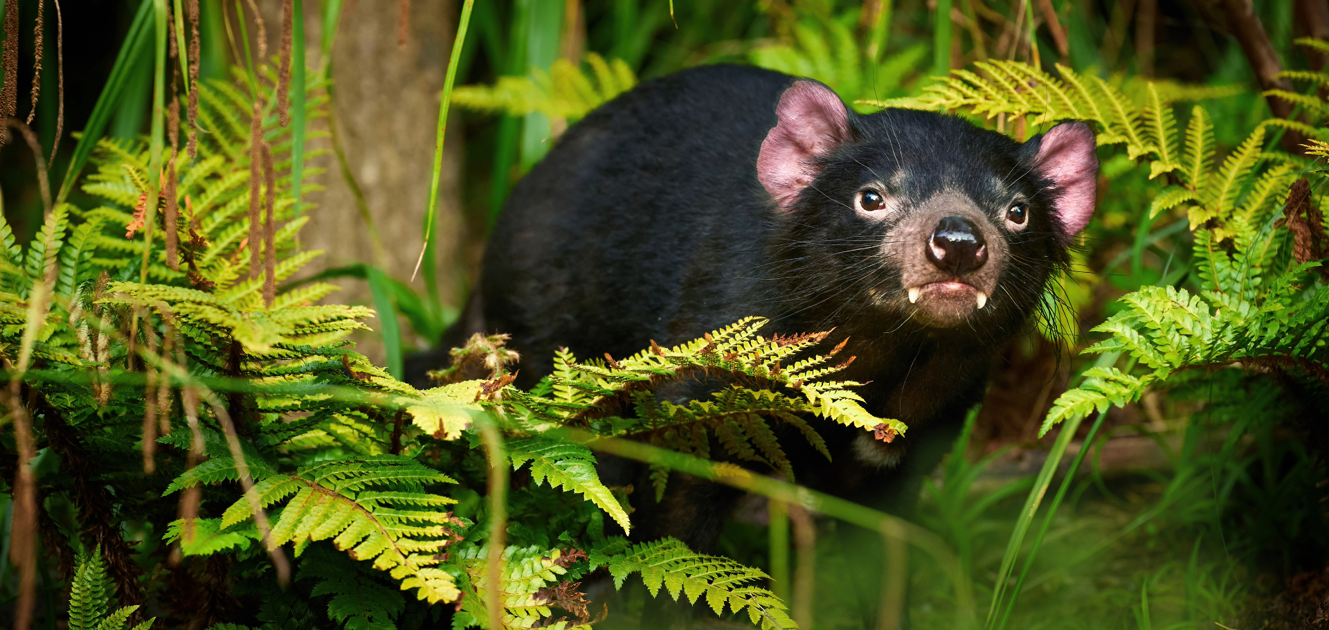 Decoding the Intriguing Behavior of Tasmanian Devils: Insights into their Social Dynamics and Habits