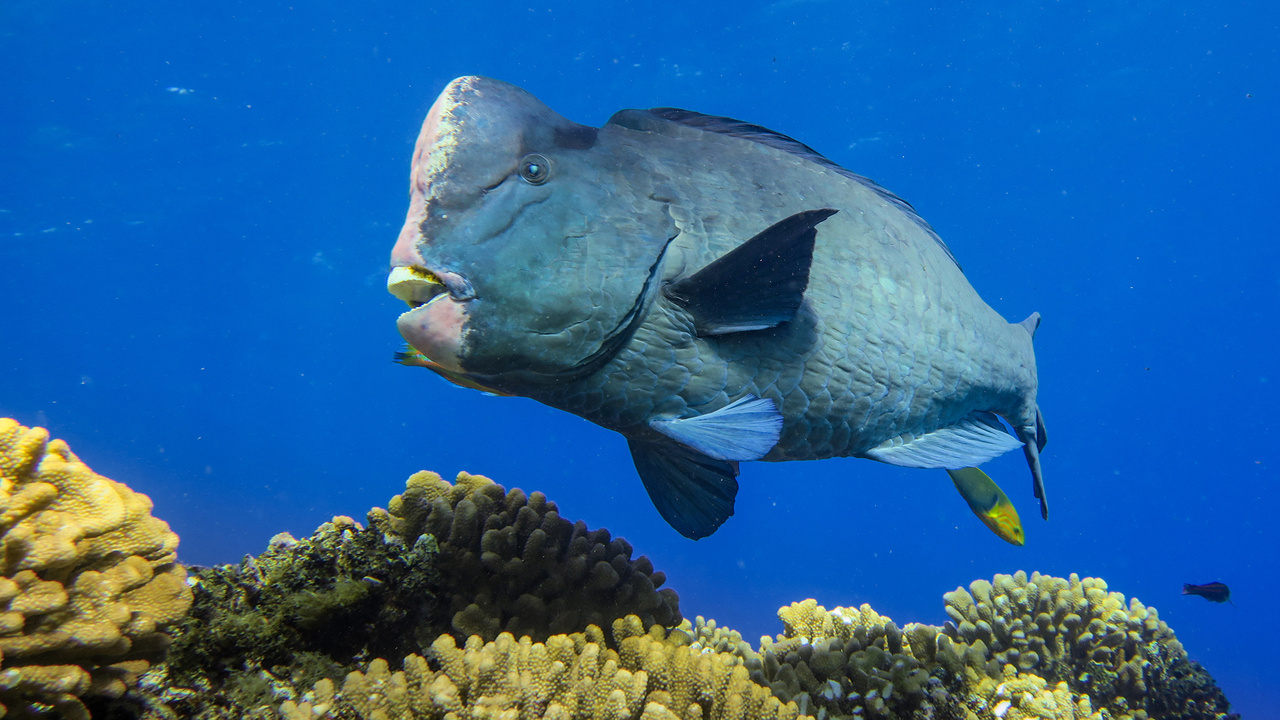 The Intricate Behavior of Green Humphead Parrotfish: Insights into Their Ecological Role and Social Interactions