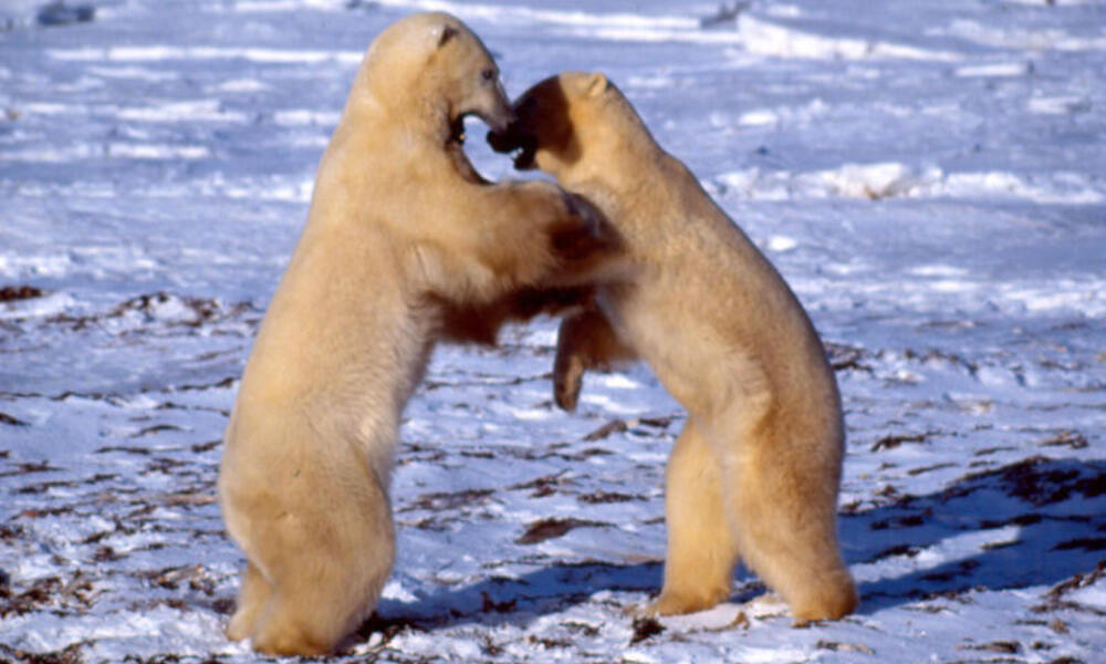 The Fascinating Social Behavior of Polar Bears: Insights into their Complex Interactions