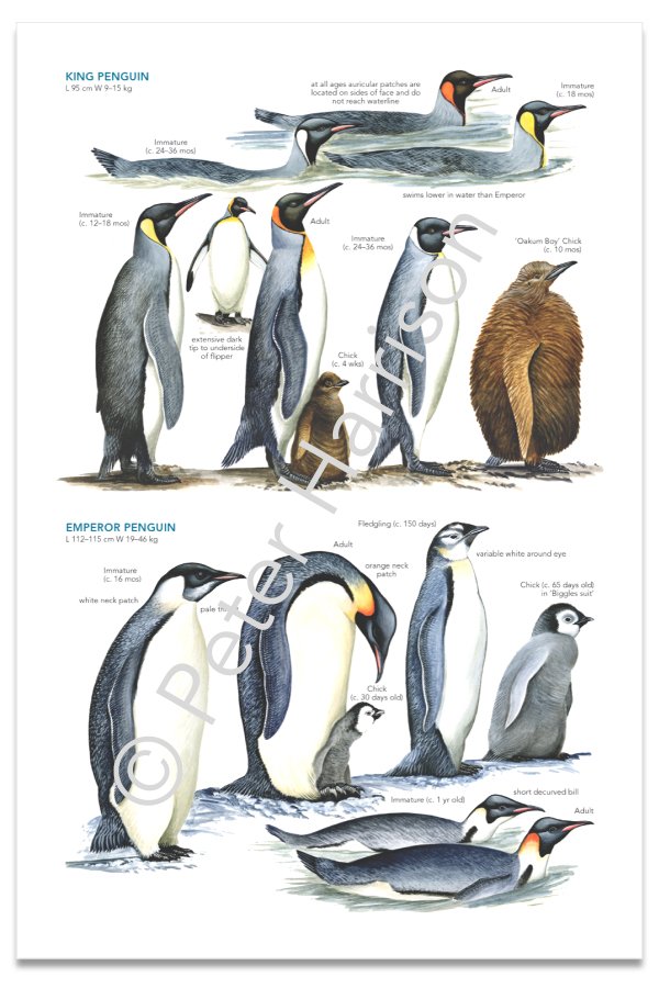 Comparing King Penguins and Emperor Penguins: Understanding the Differences