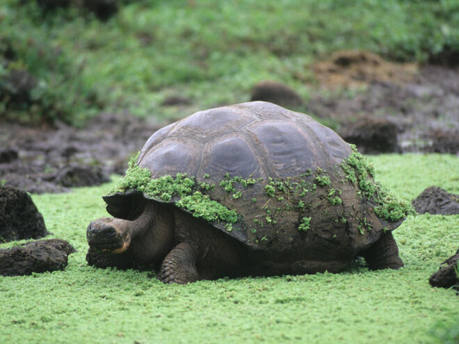 The Magnificent Giants: Exploring the World's Largest Tortoises