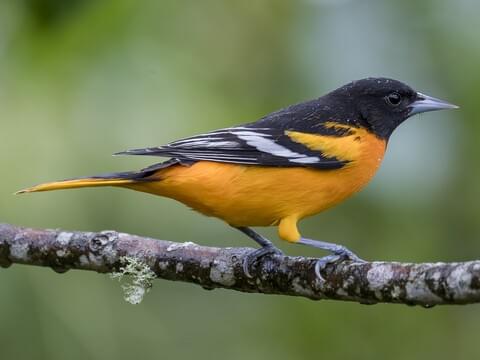 The Charm of the Baltimore Oriole Bird: A Fascinating Look at its Vibrant Plumage and Unique Habits