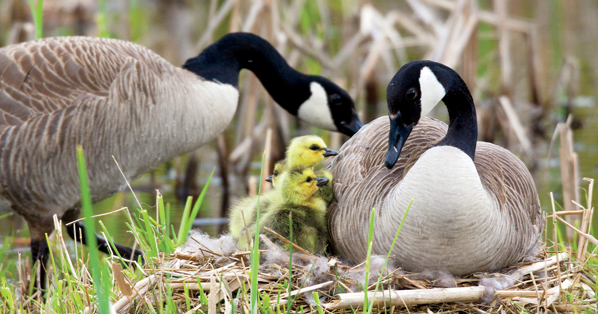 The Fascinating Behavior of Giant Canada Geese: Insights into their Social Structures and Navigational Skills