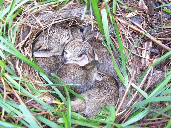 The Intriguing Nesting Behaviors of Wild Rabbits: Insights into Their Homes and Habits