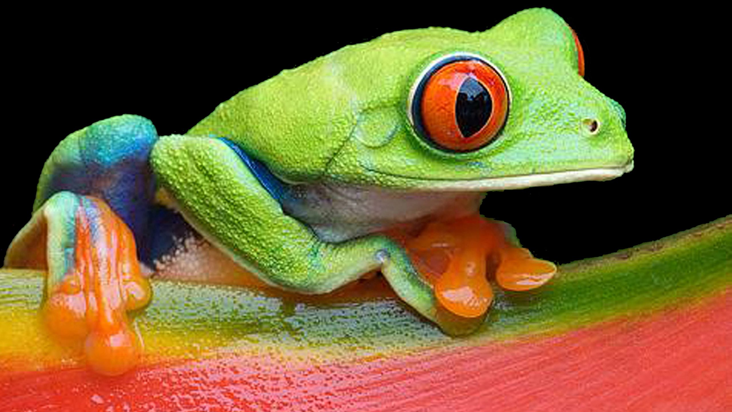 The Fascinating Behavior of Red Eyed Tree Frogs: Insights into their Unique Habits