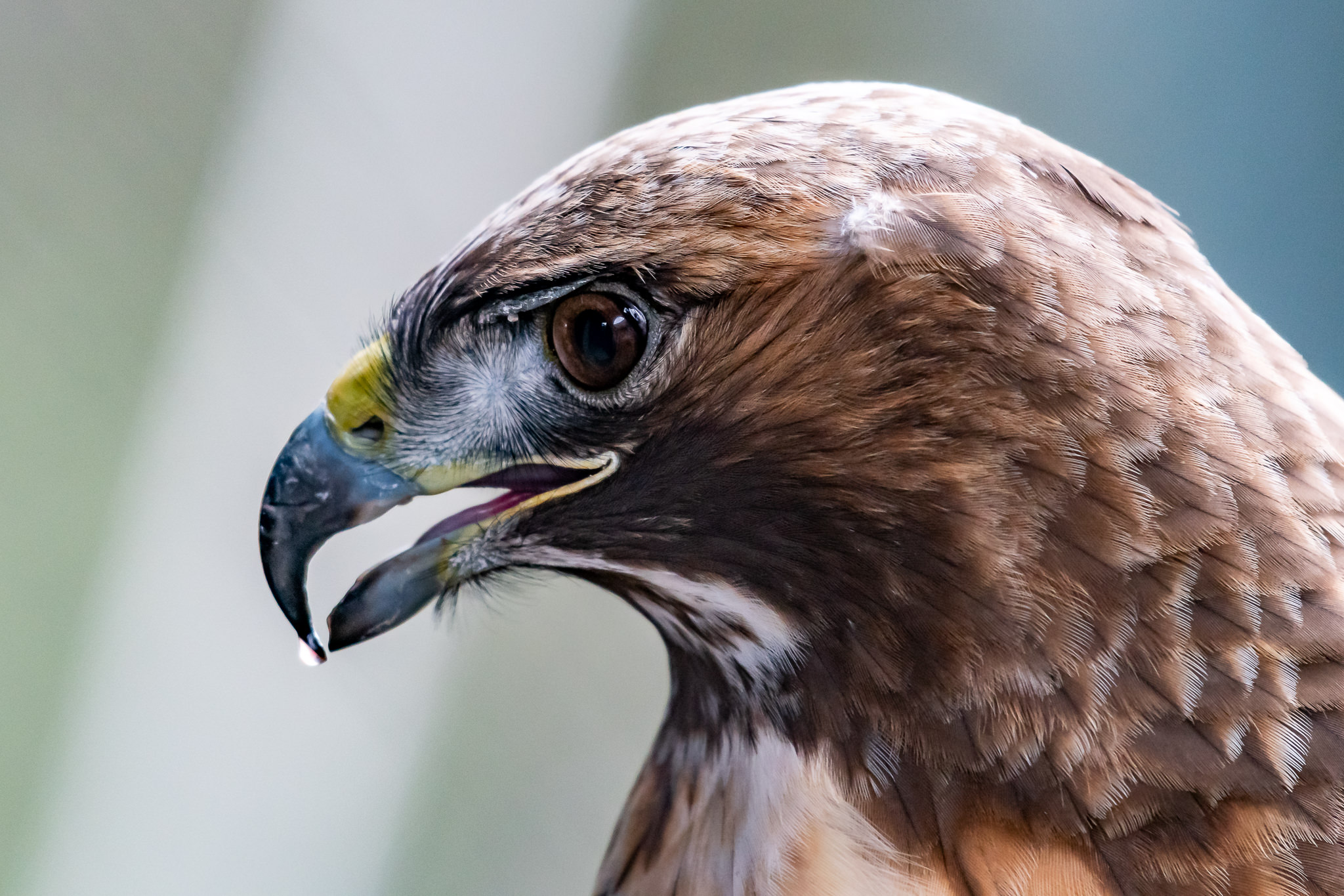 Exploring the Fascinating Behavior of Red Tail Hawks: Insights into their Hunting Techniques and Social Patterns