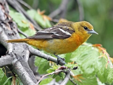 The Beauty and Behavior of the Baltimore Oriole Bird: A Closer Look at one of Nature's Gems