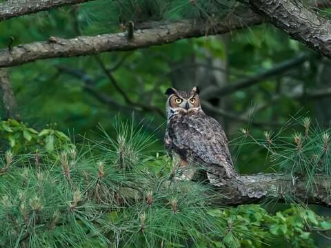 Exploring the Natural Habitat of Great Horned Owls: A Closer Look into their Living Environment