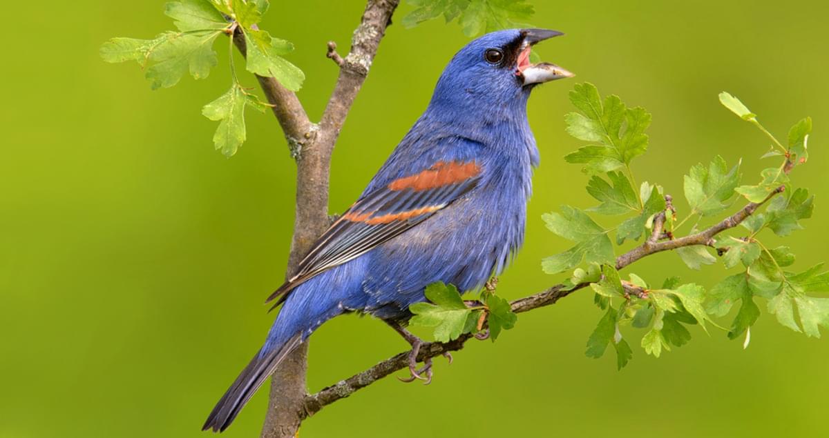 Exploring the Fascinating Behavior of the Blue Grosbeak: A Natural Perspective