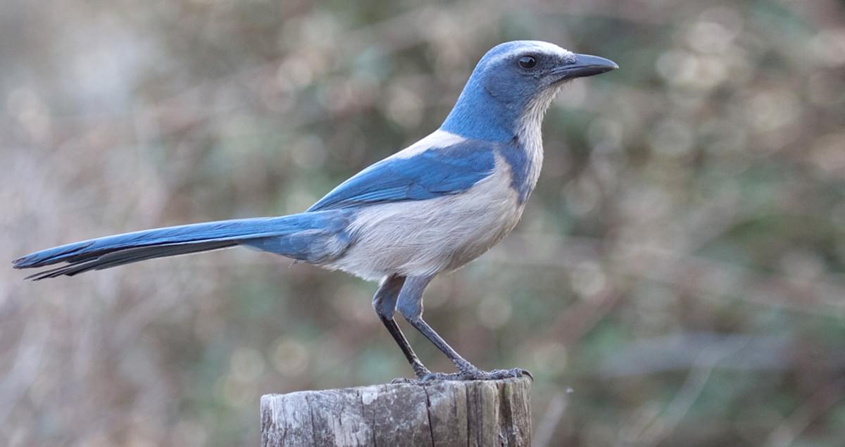 What to Know About Florida Scrub Jay Behavior: Insights into Its Fascinating Ways