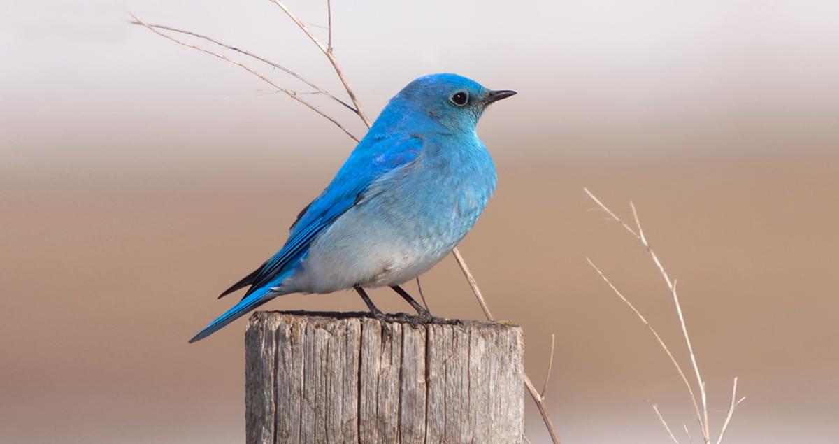 The Fascinating Behaviors of American Bluebirds: Insights into their Habits and Characteristics