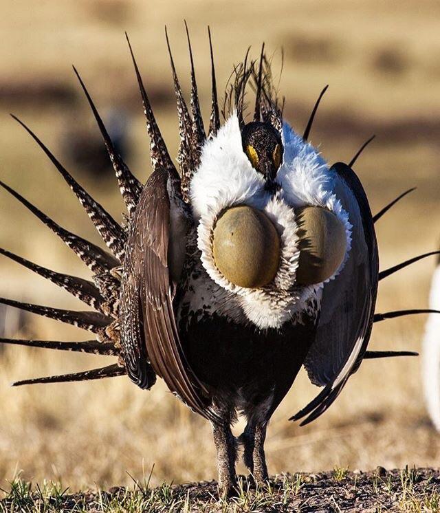 Love is in the Air: Exploring the Fascinating World of Bird Mating