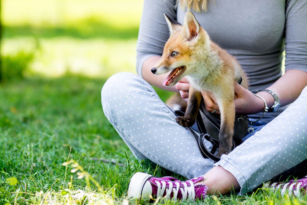 Are Foxes Good Pets: Unveiling the Truth