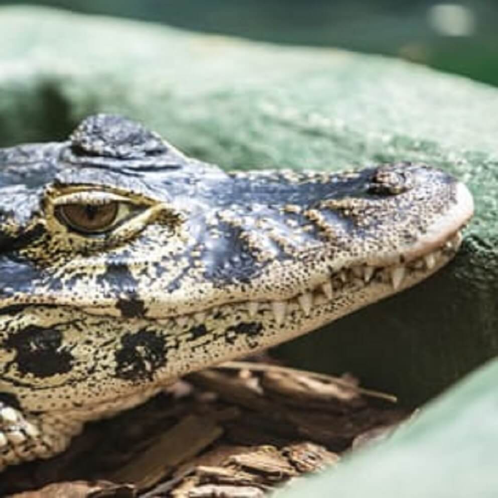 Caiman Insights: Understanding the Fascinating Behavior of These Magnificent Creatures