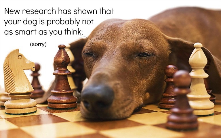 The Intelligence of Dogs: A Closer Look into Canine Brilliance