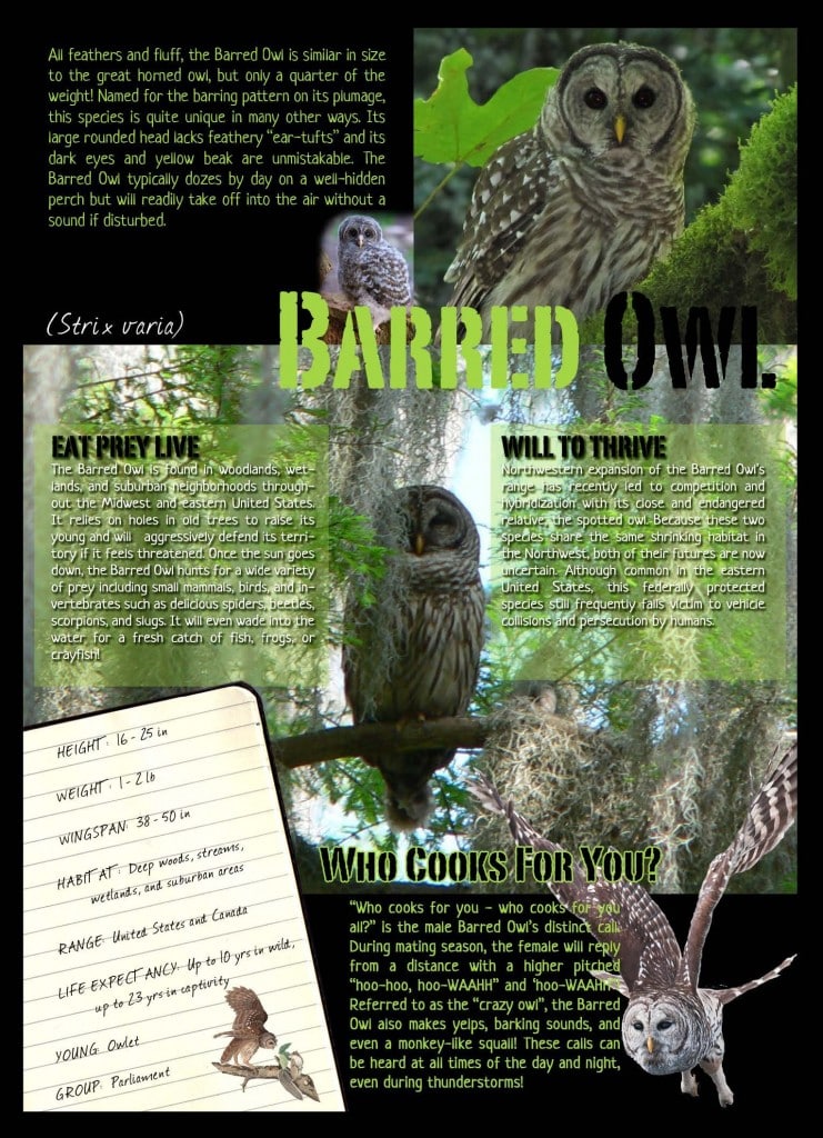 The Fascinating World of Barred Owls: Unveiling Intriguing Facts and Behaviors