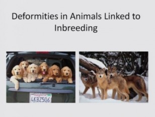 Understanding Inbreeding in Animals: An Insight into Genetic Consequences