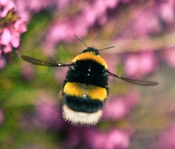 Understanding the Dietary Preferences of Bumble Bees: A Closer Look at Their Food Choices