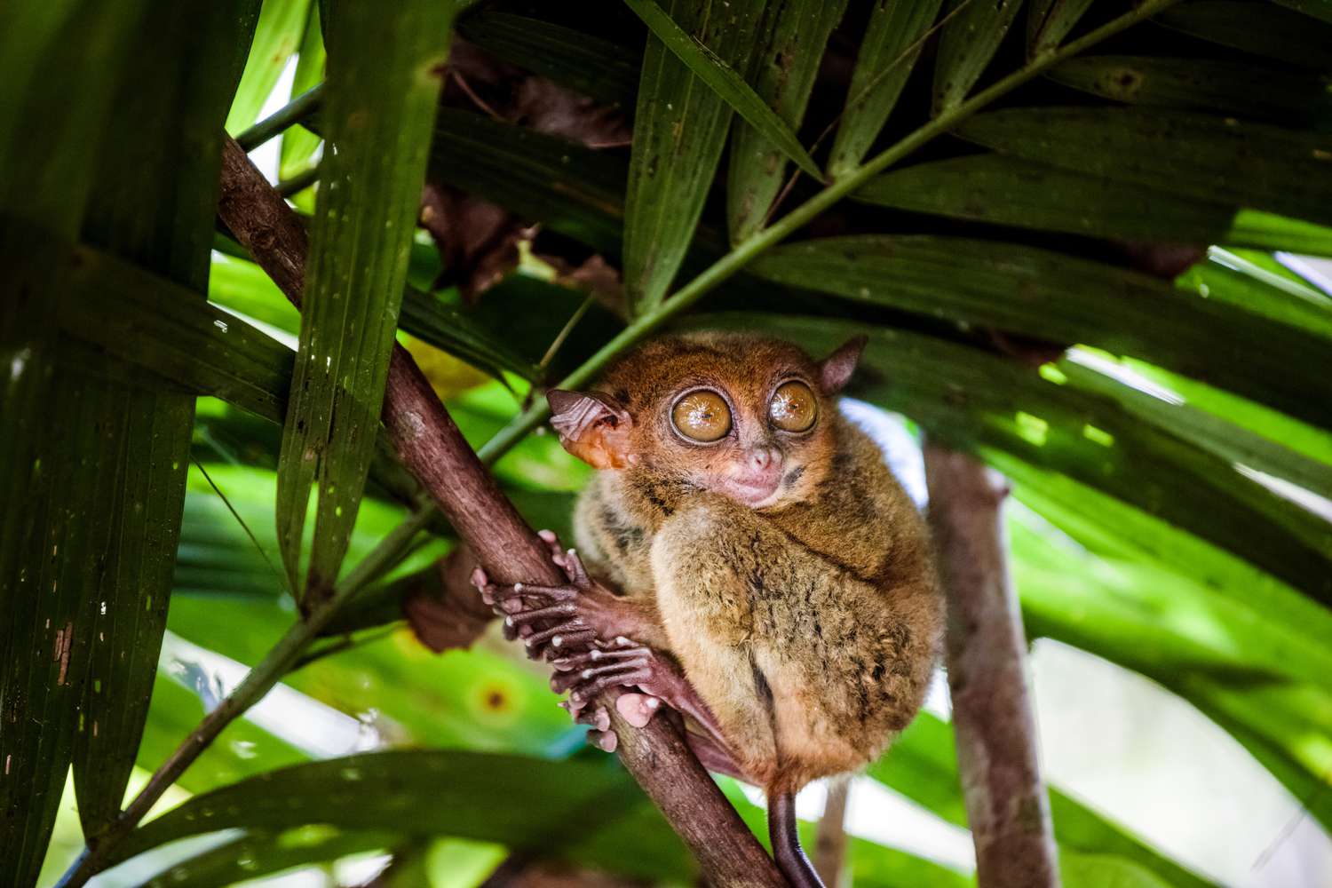 10 Intriguing Facts About Tarsiers: The Enigmatic Primate Explained