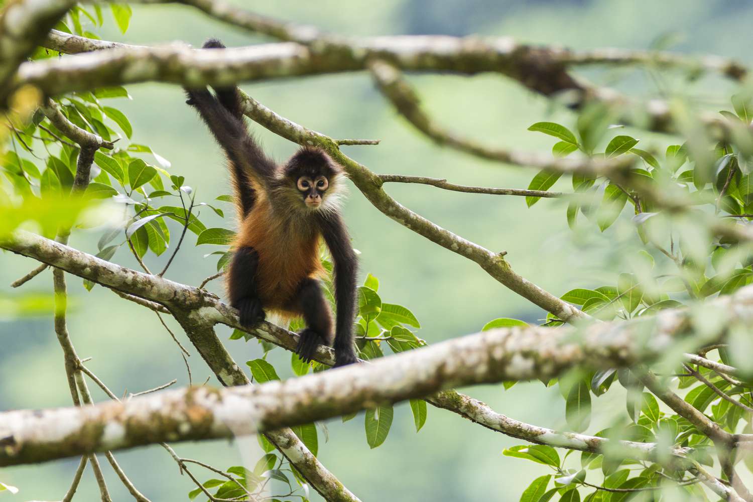 Fascinating Facts About Spider Monkeys: the Behavior and Habits of These Remarkable Primates