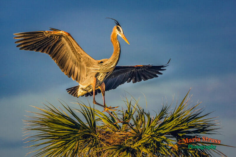 The Fascinating Behaviors of Great Blue Herons: Insights into their Natural Habits