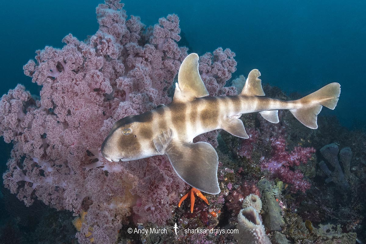 The Fascinating Behavior of Bullhead Sharks: Insights into Their Natural Habits and Predatory Nature