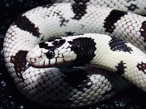 Exploring the Beauty and Characteristics of Black and White King Snakes: A Natural Wonder