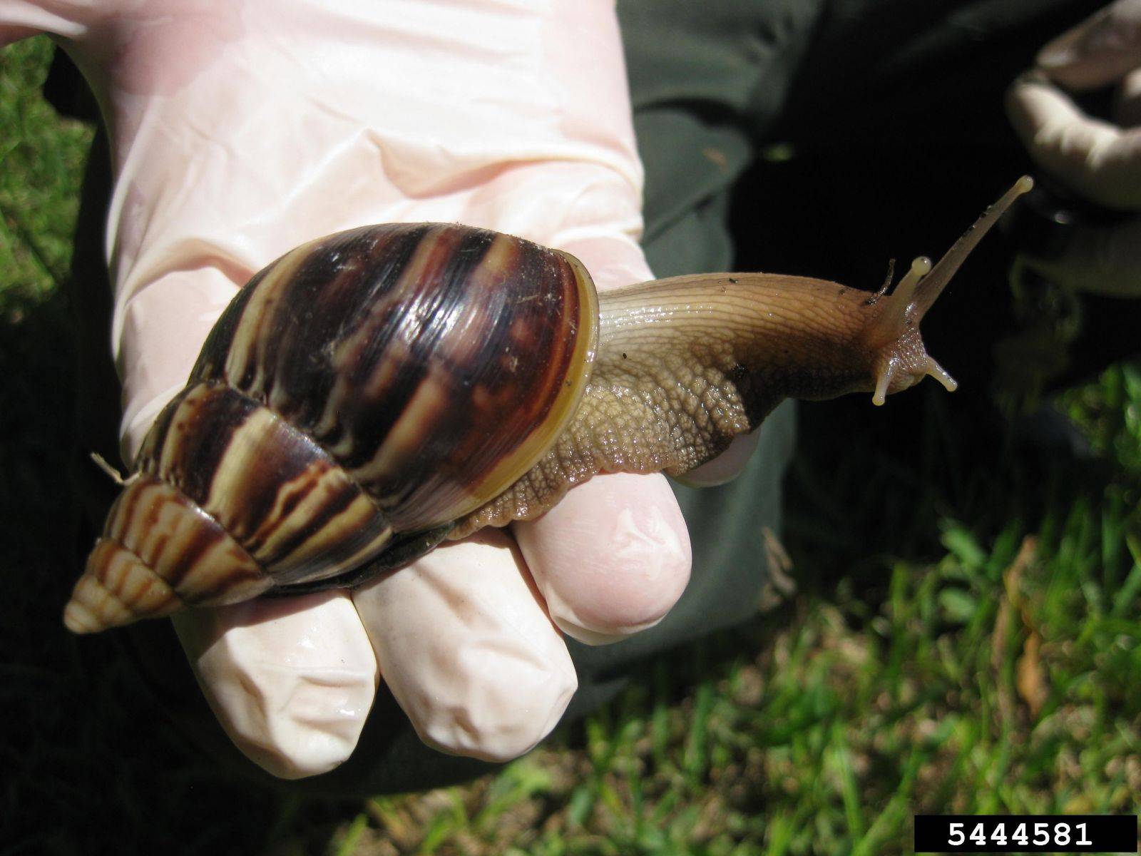 All About the Fascinating Giant African Land Snail: A Closer Look at its Unique Traits and Habits