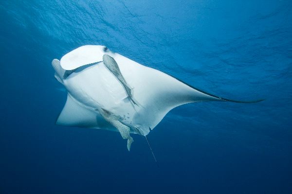 The Intriguing World of Manta Ray Behavior: Unveiling Their Admirable Traits