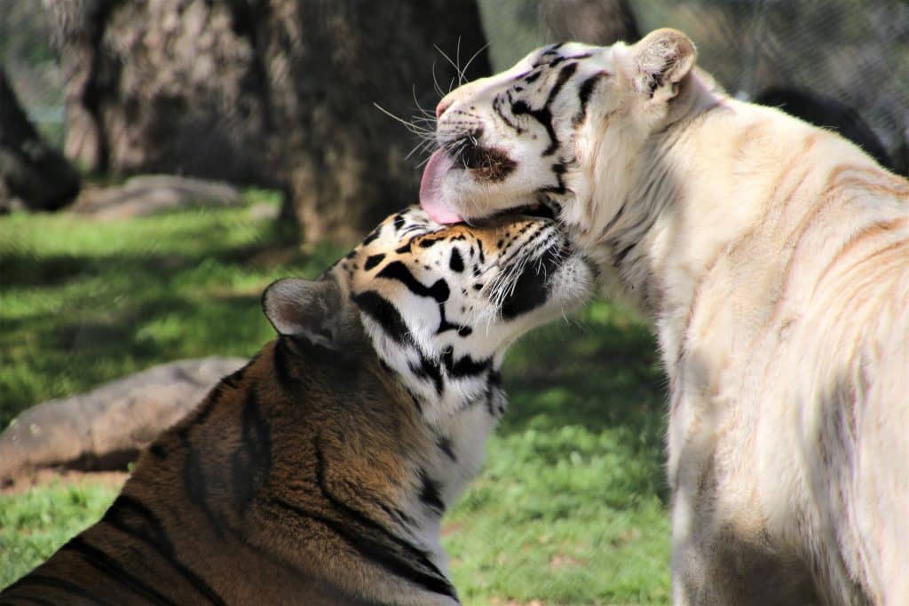 The Majestic Behavior of Tigers: Unveiling the Secrets of These Striped Predators