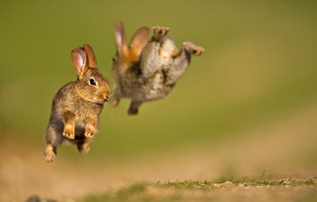 10 Surprising and Fascinating Facts About Rabbits