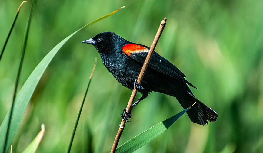 The Fascinating Behavior of Red-Winged Blackbirds: Insights into their Mating Habits, Territory Defense, and Song Display