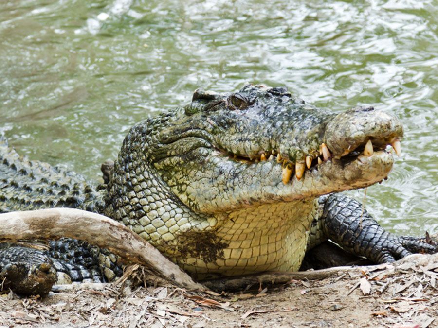 The Fascinating Nature of Alligator-Human Interactions