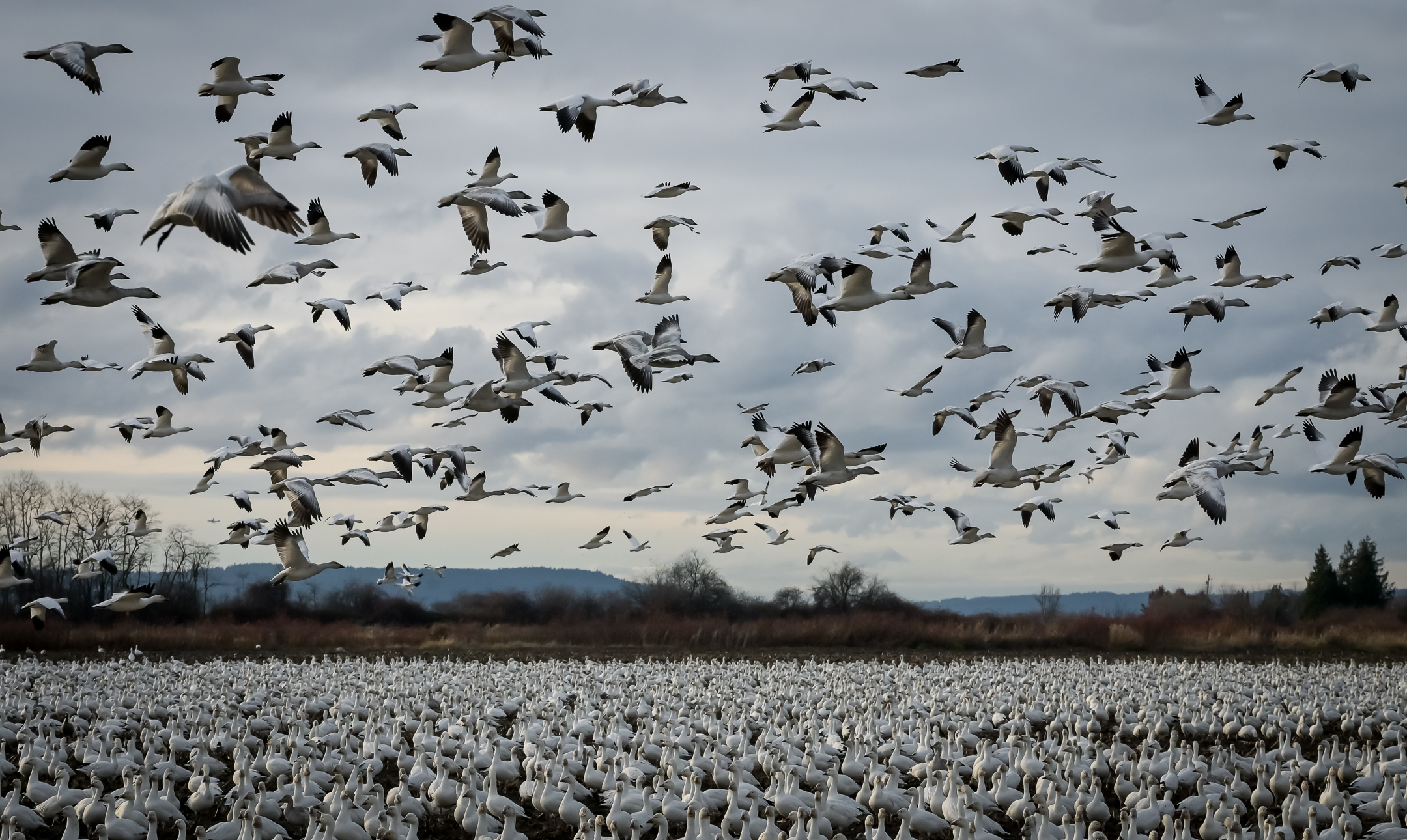 The Fascinating Journey of Snow Geese: Exploring Their Majestic Migration Patterns