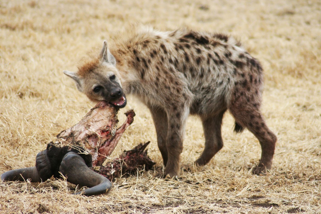 The Reality of Human Encounters with Hyenas: A Fascinating Look into their Behavior