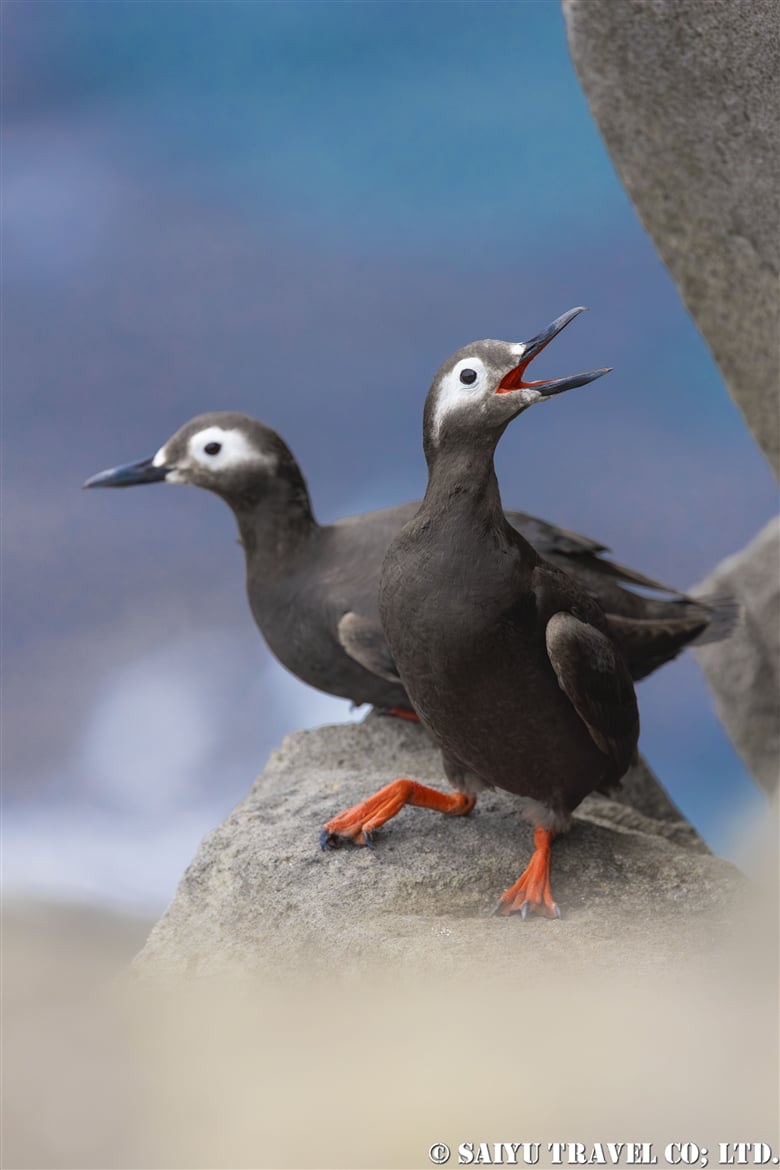 The Fascinating Behavior of Guillemot Birds: Insights into their Mating Rituals and Nesting Habits