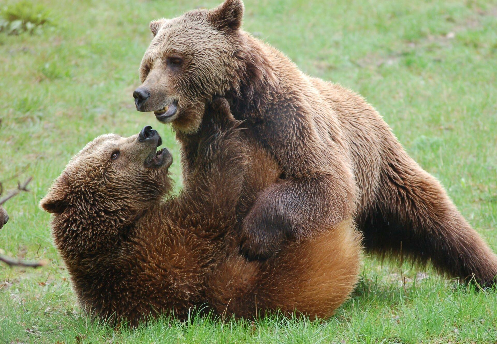 Fascinating Facts About Bears: From Hibernation to Hunting Habits