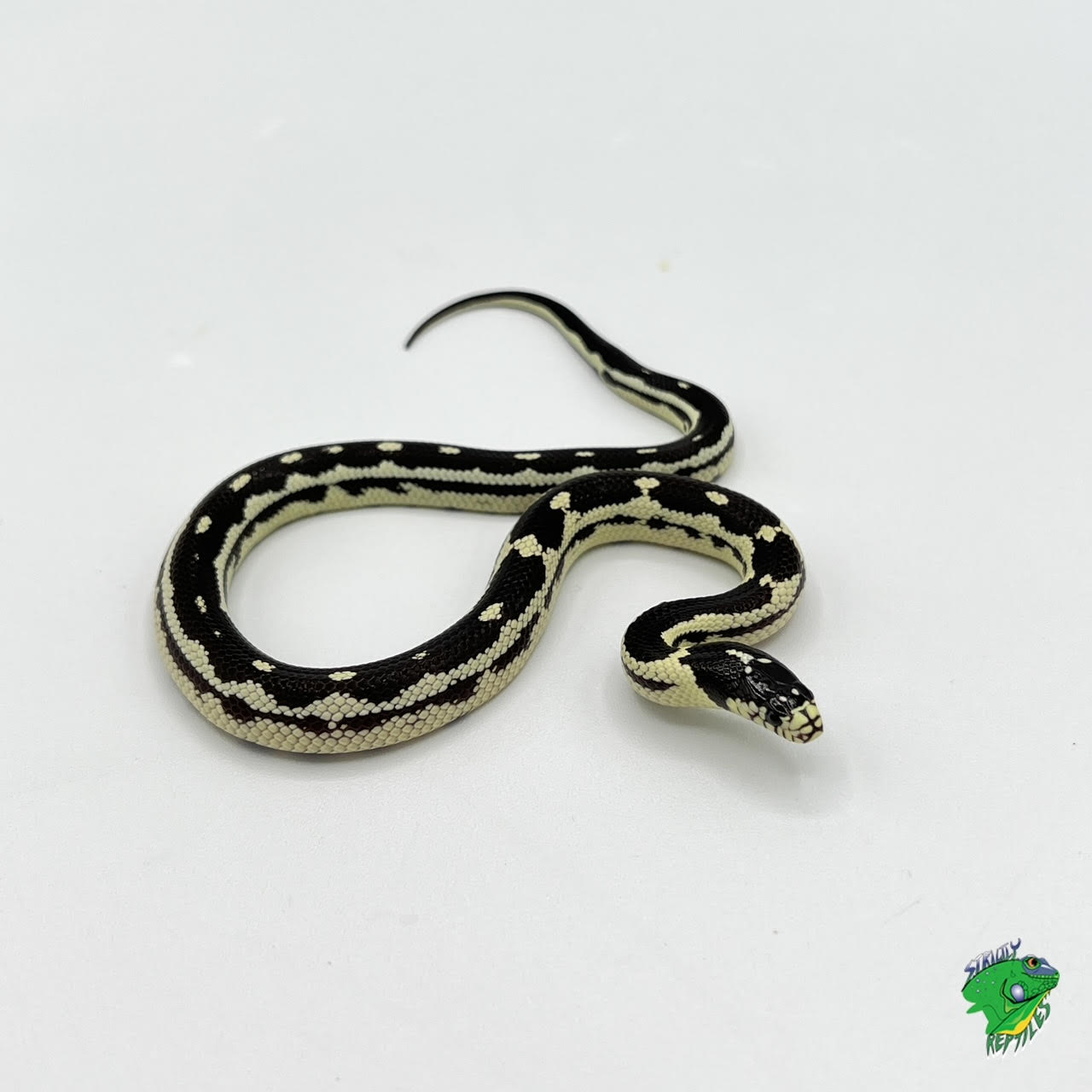 The Fascinating World of Black and White King Snakes: A Closer Look into Their Unique Patterns and Behaviors